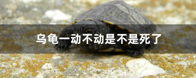 烏龜一動不動是不是死了 烏龜一動不動是不是死了 紅龍魚百科 第1張