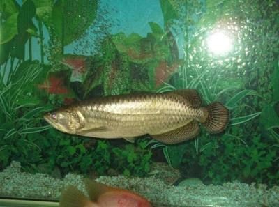 龍魚真菌感染癥狀 龍魚真菌感染癥狀 龍魚百科 第1張