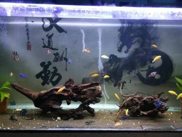 沉木魚缸水發黃怎么辦：沉木魚缸水發黃的原因及解決方法及解決方法及解決方法