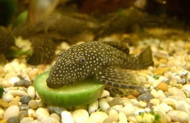 吃魚缸糞便的螺是什么螺：吃魚缸糞便的螺主要包括蘋果螺、神秘螺、洋蔥螺等幾種