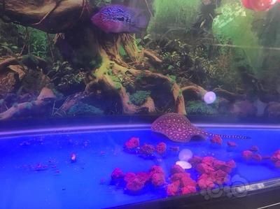 吃魚缸糞便的螺是什么螺：吃魚缸糞便的螺主要包括蘋果螺、神秘螺、洋蔥螺等幾種