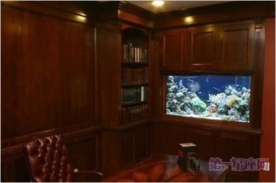 辦公室魚缸放什么位置最好：辦公室魚缸最佳擺放位置和注意事項