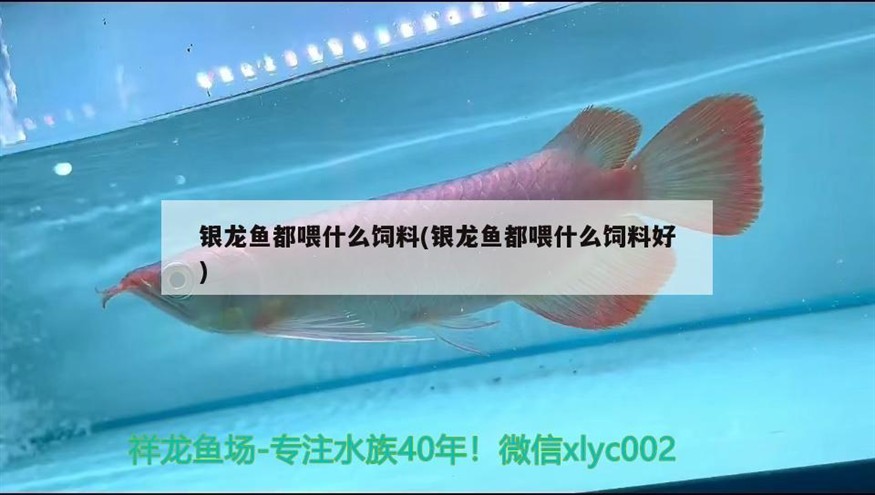 銀龍魚都喂什么飼料(銀龍魚都喂什么飼料好)