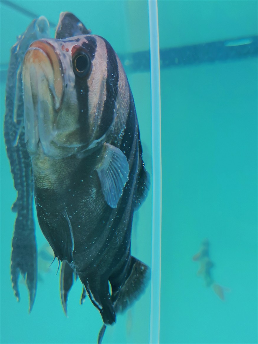 在線求助：虎魚得百病了咋辦？缸里還有魟魚 在線求助：虎魚得百病了咋辦？缸里還有魟魚 虎魚百科 第1張