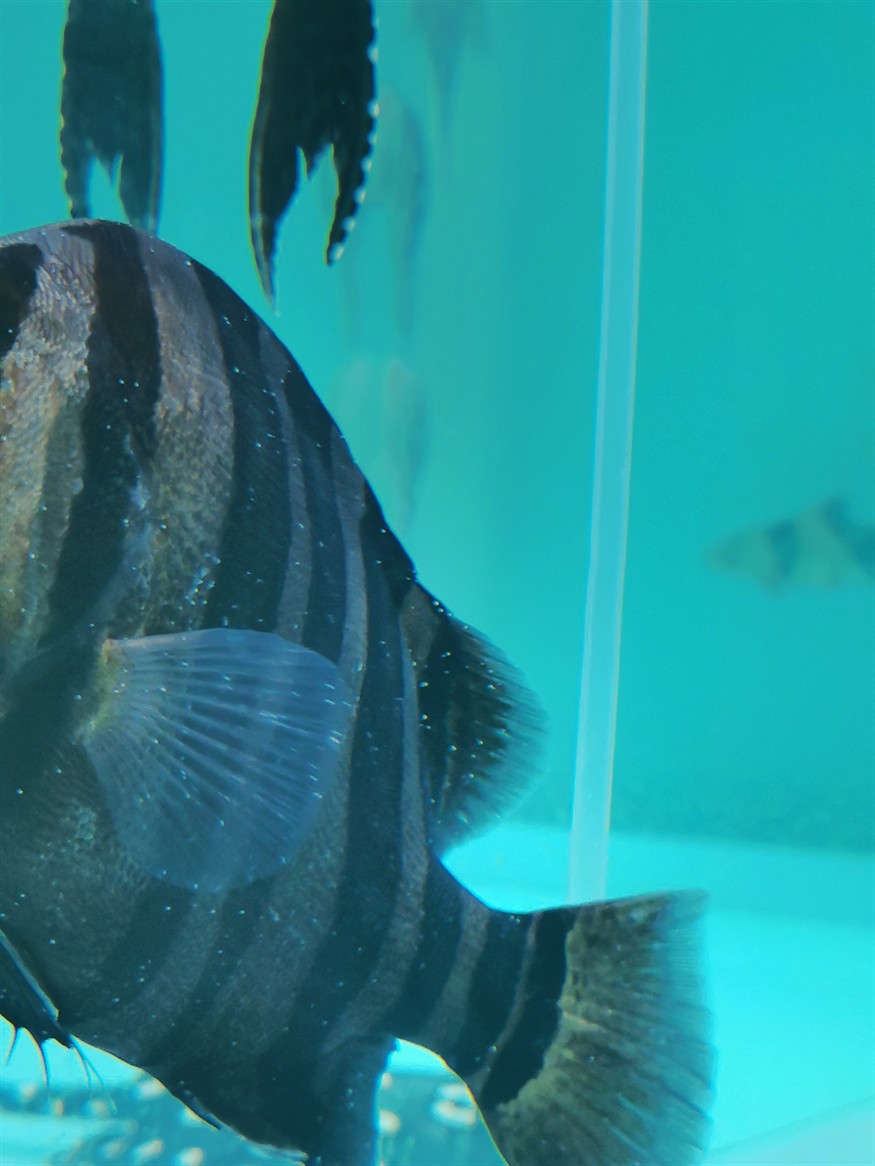 在線求助：虎魚得百病了咋辦？缸里還有魟魚 在線求助：虎魚得百病了咋辦？缸里還有魟魚 虎魚百科 第2張