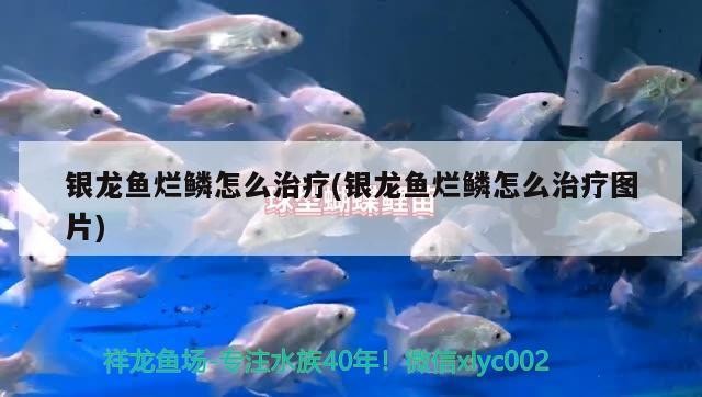 銀龍魚爛鱗怎么治療(銀龍魚爛鱗怎么治療圖片)