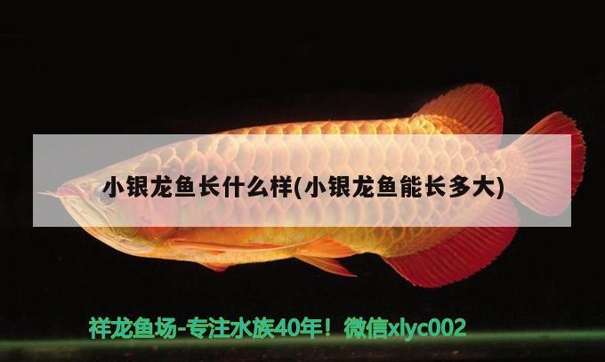 小銀龍魚長什么樣(小銀龍魚能長多大)