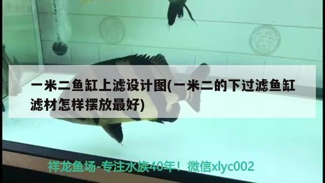 虎魚的壽命是多少年 虎魚百科 第3張 虎魚的壽命是多少年 虎魚的壽命是多少年 虎魚百科 第3張