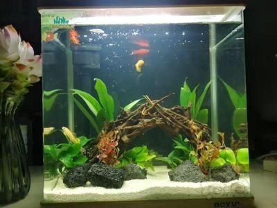茌平哪里賣魚缸便宜的：在茌平區(qū)購買魚缸時(shí)有幾個(gè)地方你可以考慮魚缸的質(zhì)量