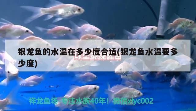 銀龍魚的水溫在多少度合適(銀龍魚水溫要多少度)