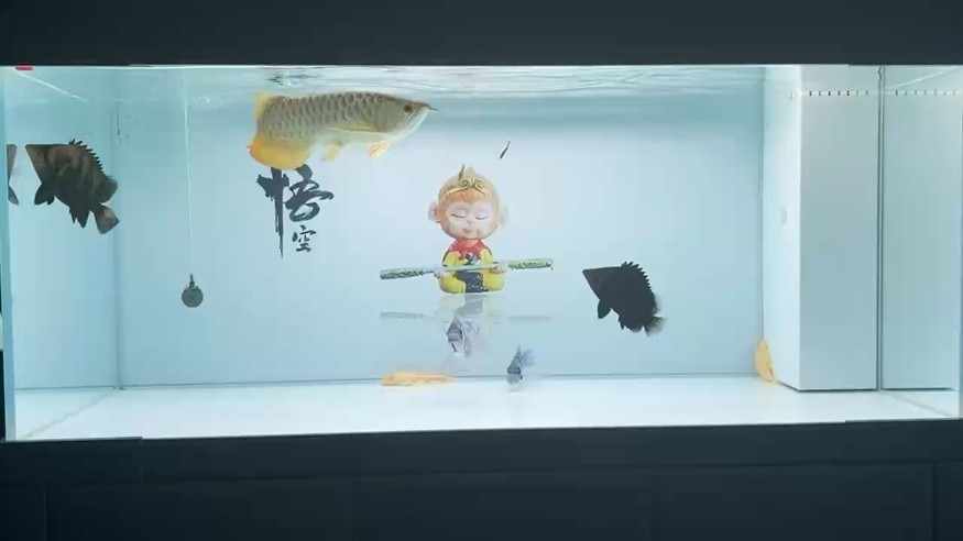 小半年了這虎魚沒正兒八經明過