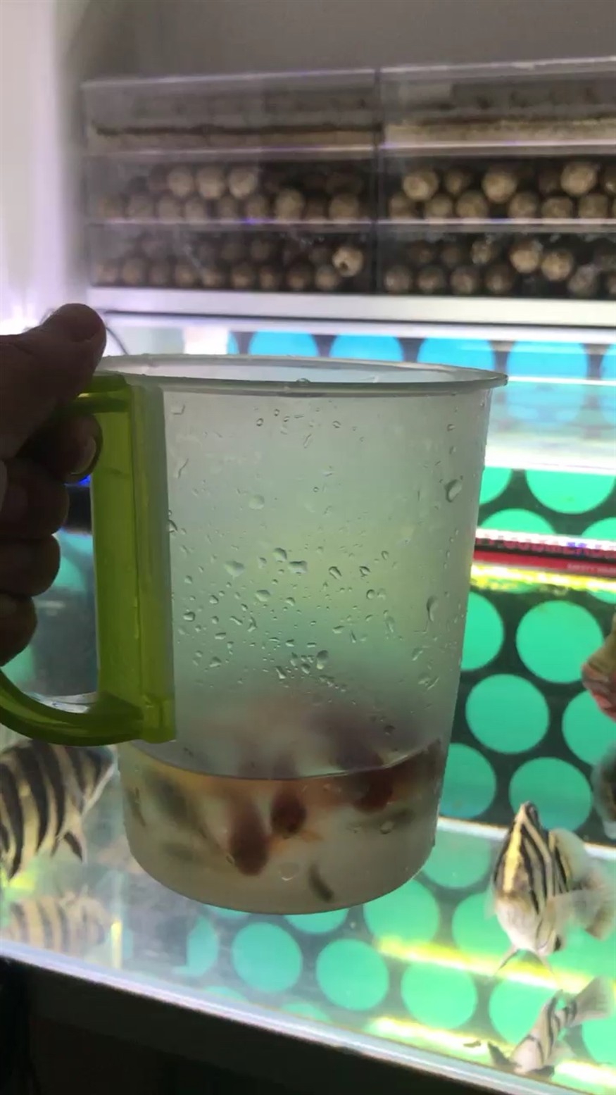 餓捕食虎魚