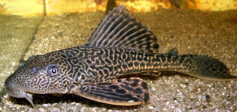 斗魚缸適合養什么工具魚：如何選擇適合與斗魚混養的工具魚