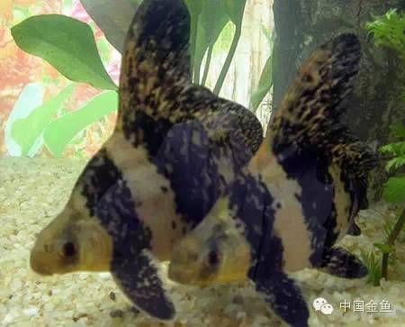 斗魚缸適合養什么工具魚：如何選擇適合與斗魚混養的工具魚