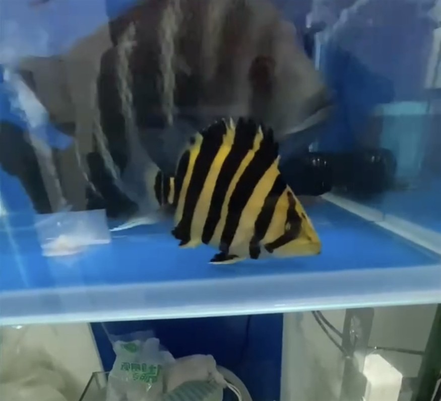 浮頭下鹽有哪些注意事項，浮頭下鹽的注意事項