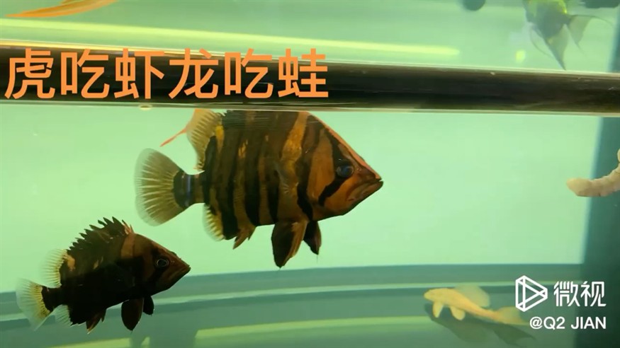 龍魚虎魚混養(yǎng)
