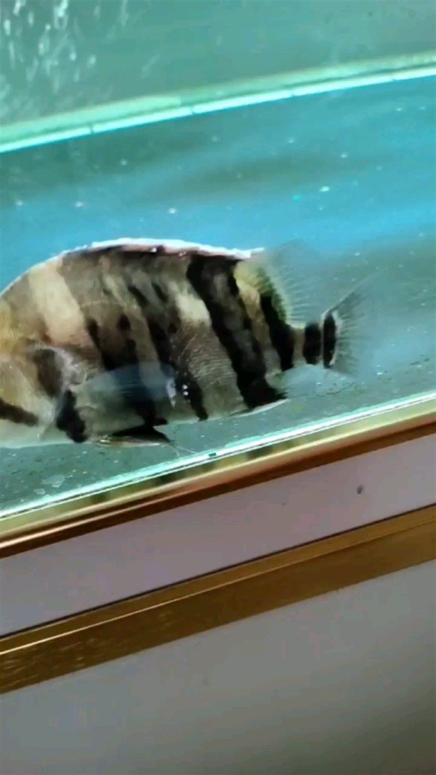 虎魚是病了嗎？ 虎魚是病了嗎？ 虎魚百科 第1張