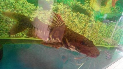 紅龍魚喂什么鰭尾長得快些 紅龍魚喂什么鰭尾長得快些 龍魚百科 第3張