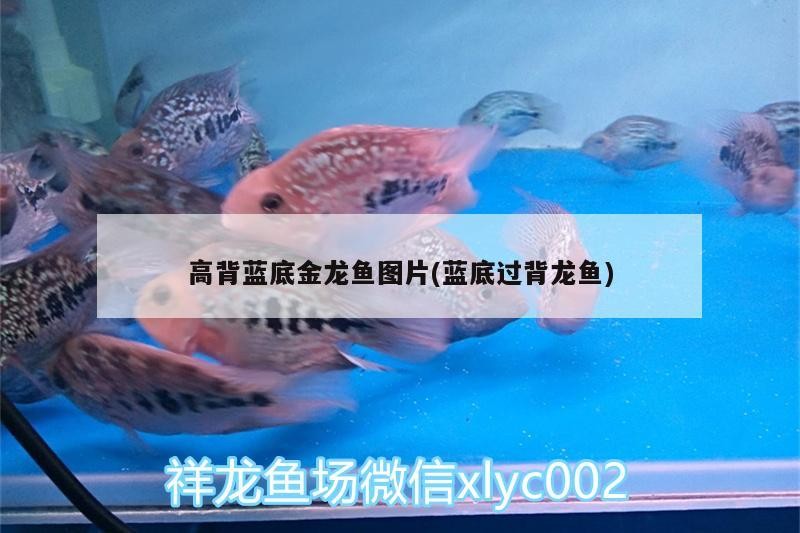 龍魚被虎打拉