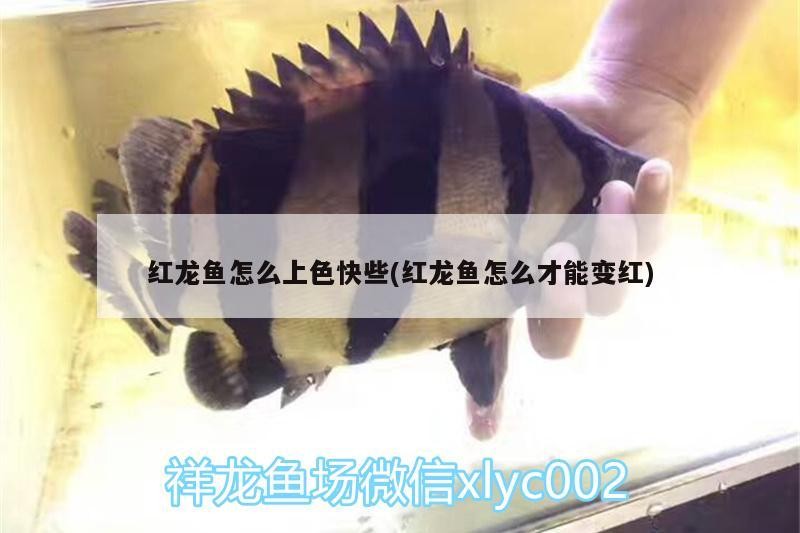 龍魚被虎打拉