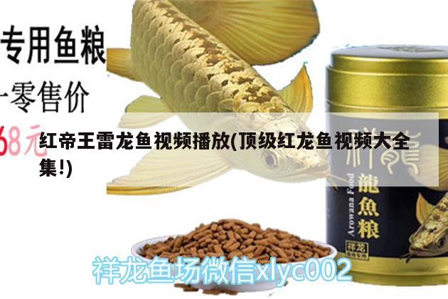 龍魚被虎打拉
