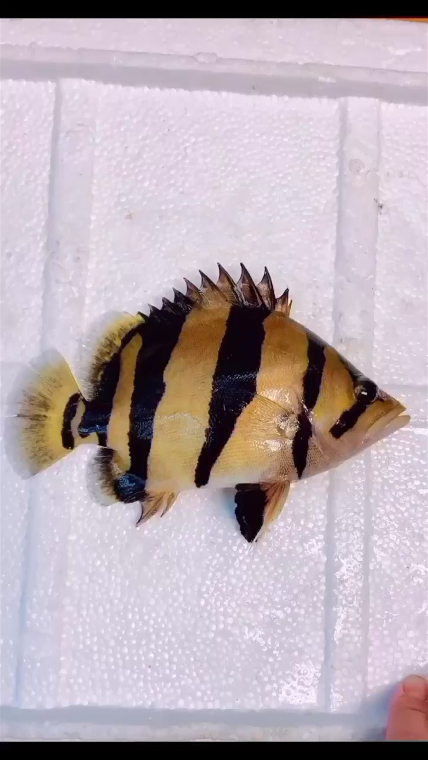 三紋虎魚 泰虎