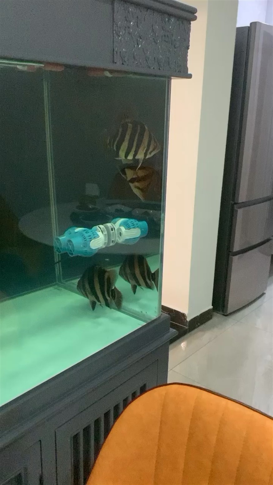 情緒激動(dòng)的虎魚
