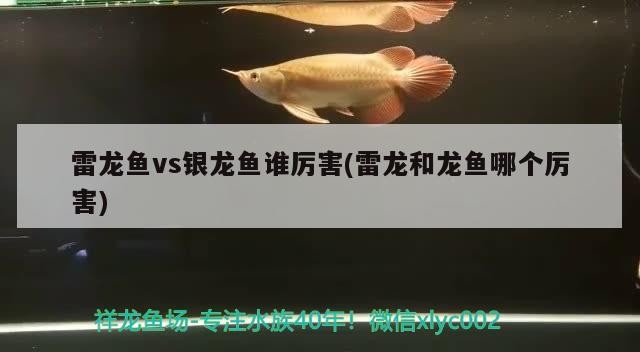 雷龍魚vs銀龍魚誰厲害(雷龍和龍魚哪個(gè)厲害)