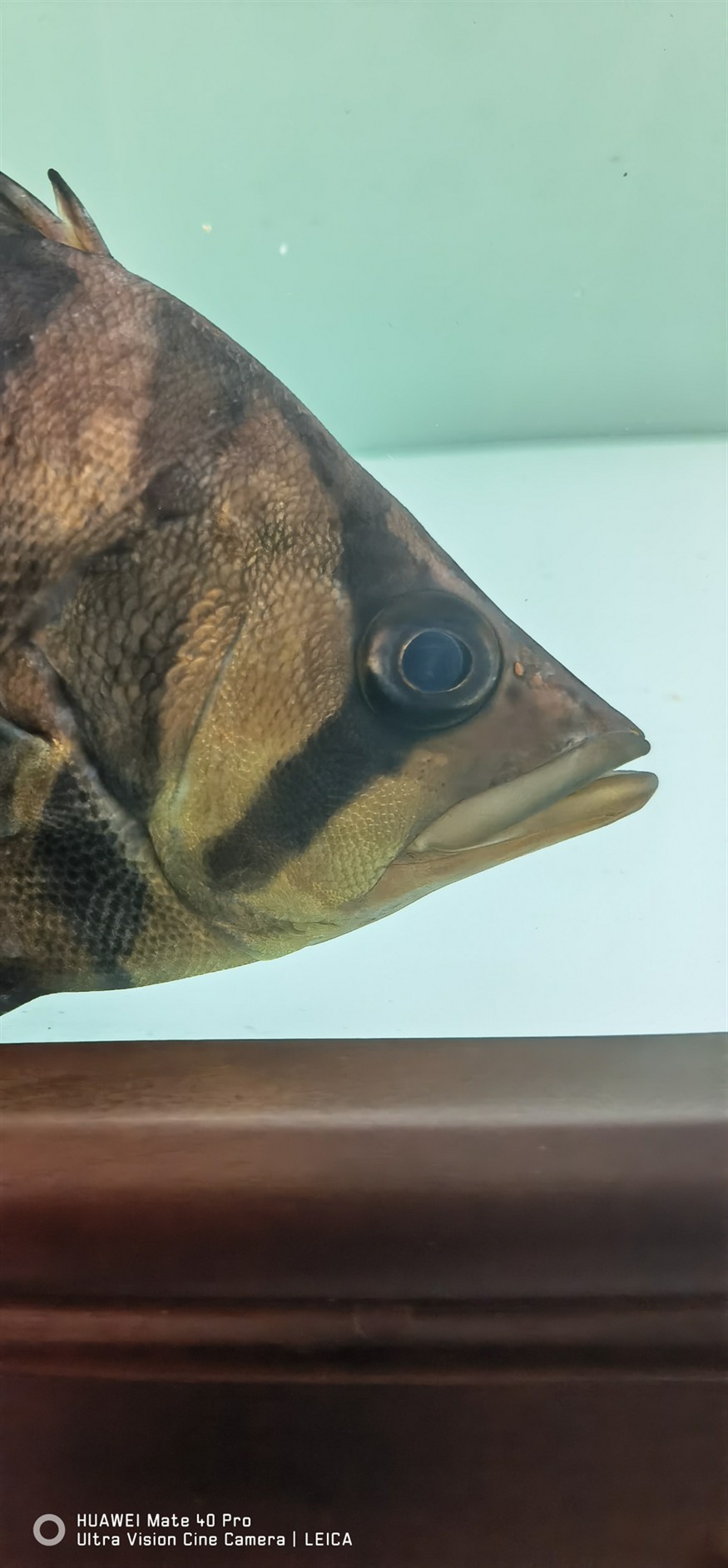 虎魚眼睛 是什么情況