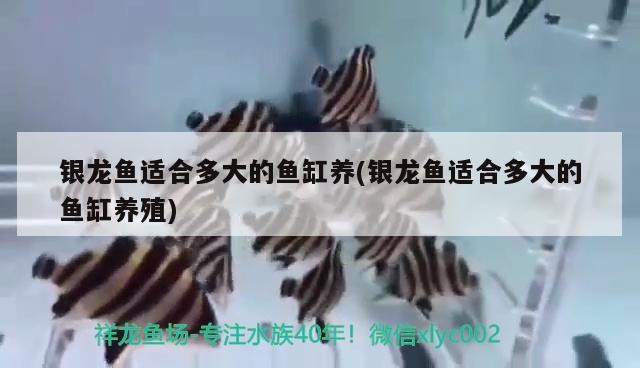銀龍魚適合多大的魚缸養(yǎng)(銀龍魚適合多大的魚缸養(yǎng)殖) 銀龍魚適合多大的魚缸養(yǎng)(銀龍魚適合多大的魚缸養(yǎng)殖) 銀龍魚百科