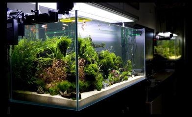 大型景觀魚缸設計圖：大型景觀魚缸設計圖制作方法 大型景觀魚缸設計圖：大型景觀魚缸設計圖制作方法 魚缸百科 第1張