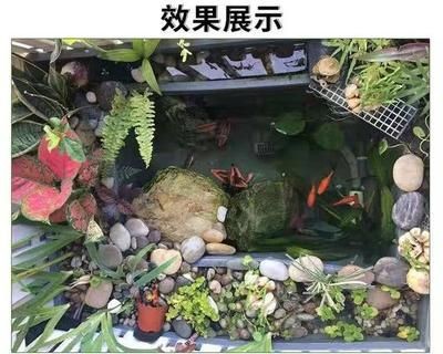 大型景觀魚缸設計圖：大型景觀魚缸設計圖制作方法 大型景觀魚缸設計圖：大型景觀魚缸設計圖制作方法 魚缸百科 第3張