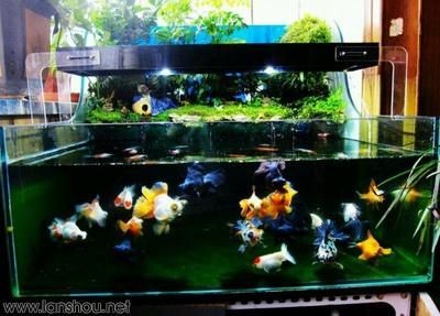 大型景觀魚缸設計圖：大型景觀魚缸設計圖制作方法 大型景觀魚缸設計圖：大型景觀魚缸設計圖制作方法 魚缸百科 第4張
