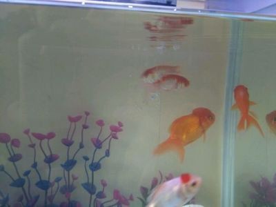 白點病死魚的魚缸用消毒嗎：魚缸消毒需要注意以下幾點魚缸消毒注意事項