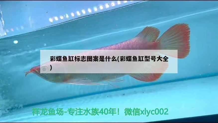 南美魚缸用什么燈好看(南美缸用什么燈管)