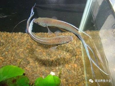 斗魚缸如何換水：斗魚缸養護全攻略