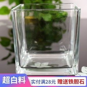 玻璃魚缸適合養什么花草：玻璃魚缸養殖的優點和注意事項 玻璃魚缸適合養什么花草：玻璃魚缸養殖的優點和注意事項 魚缸百科 第4張