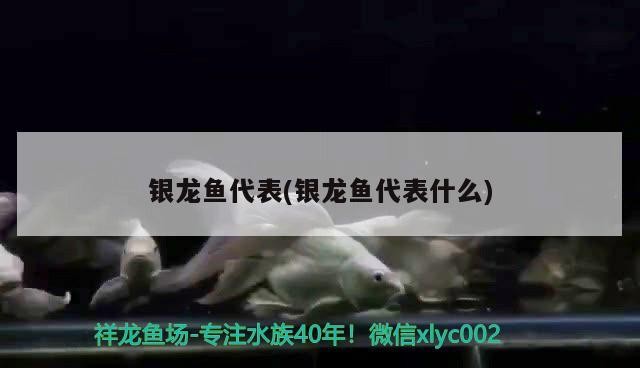 銀龍魚代表(銀龍魚代表什么) 銀龍魚代表(銀龍魚代表什么) 銀龍魚百科