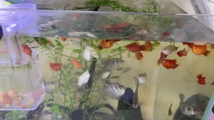 杭州蕭山瓜瀝開心水族館