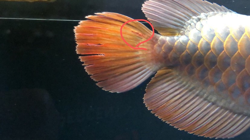 今天剛到家的紅龍請(qǐng)問(wèn)這是寄生蟲(chóng)嗎？還是被虎魚(yú)咬的？如果是寄生蟲(chóng)需要怎么治呢？ 今天剛到家的紅龍請(qǐng)問(wèn)這是寄生蟲(chóng)嗎？還是被虎魚(yú)咬的？如果是寄生蟲(chóng)需要怎么治呢？ 虎魚(yú)百科 第1張