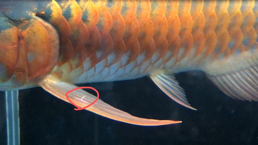 今天剛到家的紅龍請(qǐng)問(wèn)這是寄生蟲(chóng)嗎？還是被虎魚(yú)咬的？如果是寄生蟲(chóng)需要怎么治呢？ 今天剛到家的紅龍請(qǐng)問(wèn)這是寄生蟲(chóng)嗎？還是被虎魚(yú)咬的？如果是寄生蟲(chóng)需要怎么治呢？ 虎魚(yú)百科 第2張