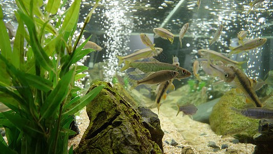 懷集縣懷城鎮華麗花卉水族館（懷集縣懷城鎮華麗花卉水族館電話） 懷集縣懷城鎮華麗花卉水族館（懷集縣懷城鎮華麗花卉水族館電話） 全國水族館企業名錄 第1張