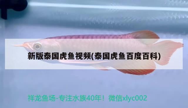 新版泰國(guó)虎魚視頻(泰國(guó)虎魚百度百科) 新版泰國(guó)虎魚視頻(泰國(guó)虎魚百度百科) 虎魚百科 第2張