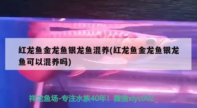 紅龍魚金龍魚銀龍魚混養(yǎng)(紅龍魚金龍魚銀龍魚可以混養(yǎng)嗎)
