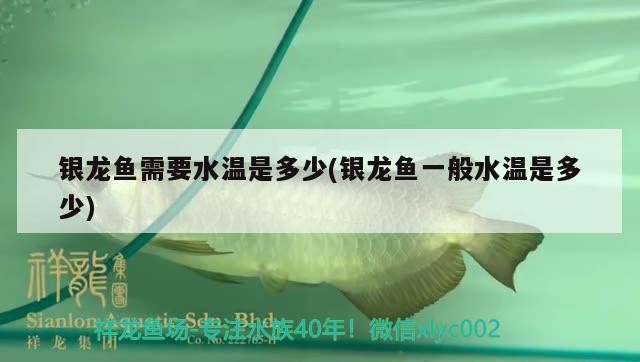 銀龍魚需要水溫是多少(銀龍魚一般水溫是多少) 銀龍魚需要水溫是多少(銀龍魚一般水溫是多少) 銀龍魚百科