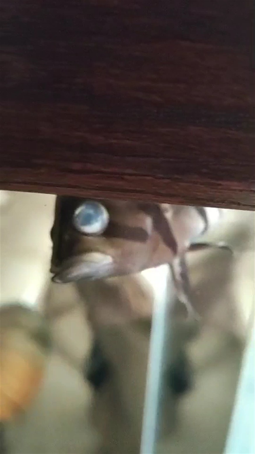 我的小虎魚眼鏡得病了
