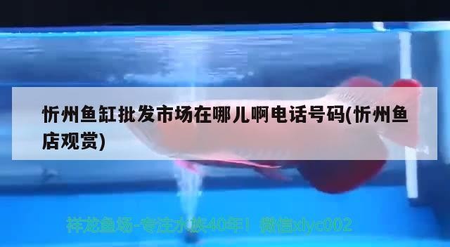 忻州魚缸批發市場在哪兒啊電話號碼(忻州魚店觀賞)