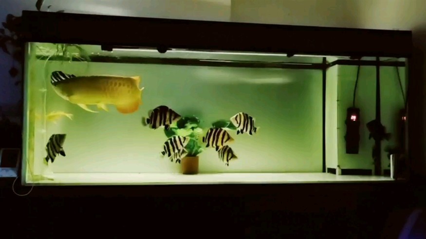 虎魚越來越大