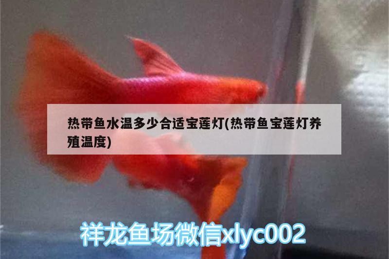 熱帶魚水溫多少合適寶蓮燈(熱帶魚寶蓮燈養殖溫度)