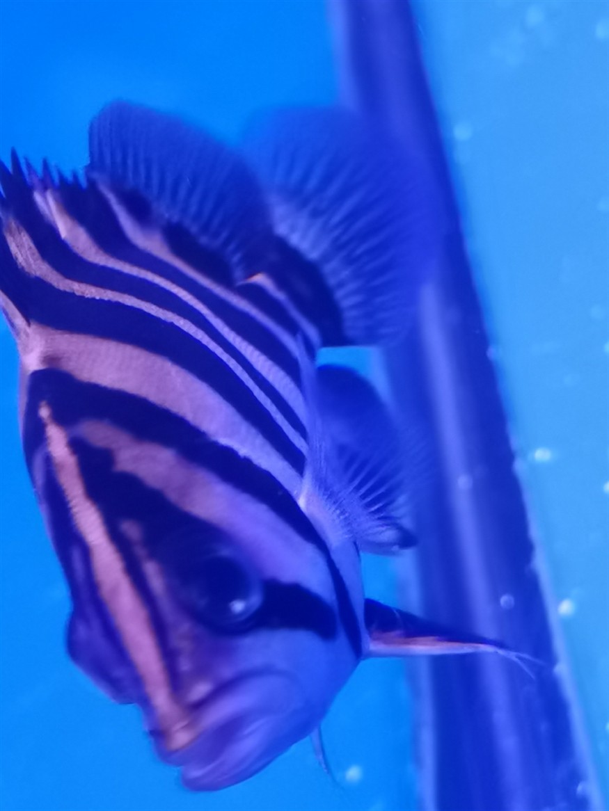 雷龍魚推薦品種圖片（雷龍魚有哪些不同的品種，哪些是最適合初學(xué)者養(yǎng)殖的） 雷龍魚推薦品種圖片（雷龍魚有哪些不同的品種，哪些是最適合初學(xué)者養(yǎng)殖的） 觀賞魚百科 第1張